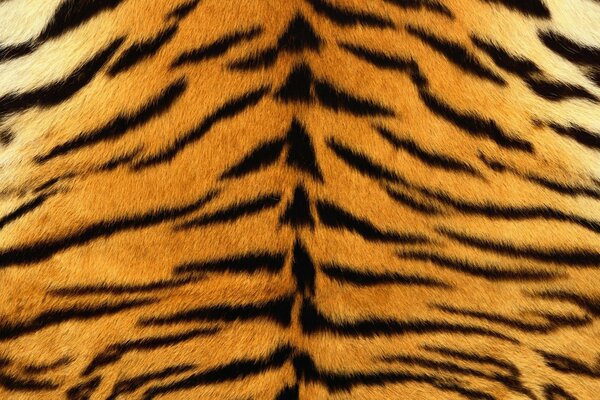 Tiger stripes. Texture - soft fur