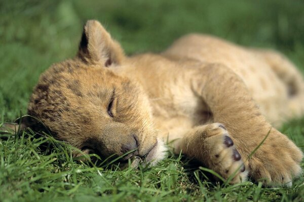 Cachorro de León durmiendo en la hierba en la naturaleza