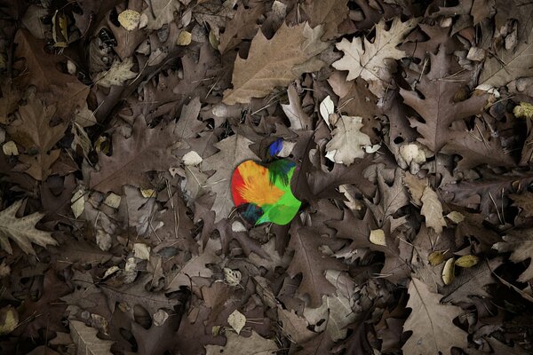 Multicolored Apple logotype in fallen leaves