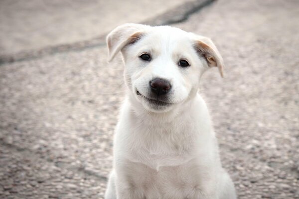 The white dog smiles at the camera