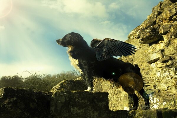 Perro con alas de ángel