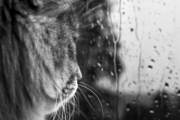 Sad cat looks at the rain