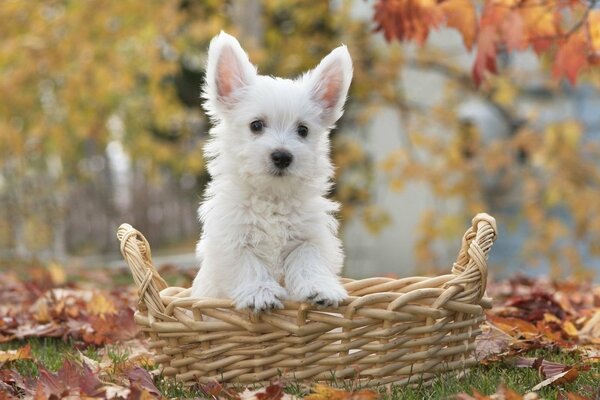 A white puppy in a basket