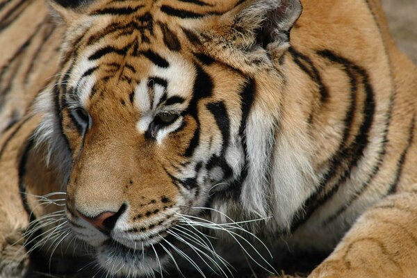 Lo sguardo formidabile di un gatto predatore