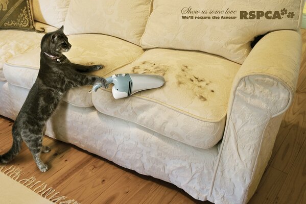 Le chat passe l aspirateur derrière la laine