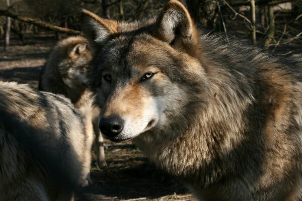 La vida silvestre en la que los lobos miran fijamente