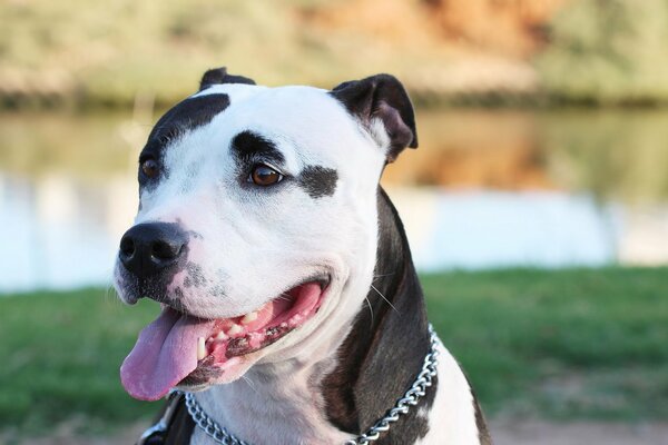 A beautiful dog enjoys the open spaces by the lake