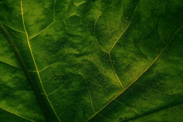 Foglia verde saturo con venature