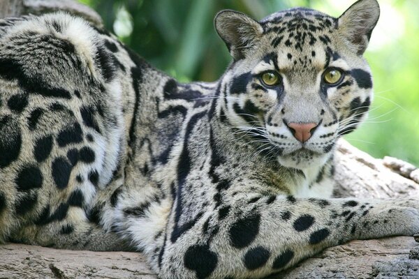 A wild cat with green eyes is sitting on a tree