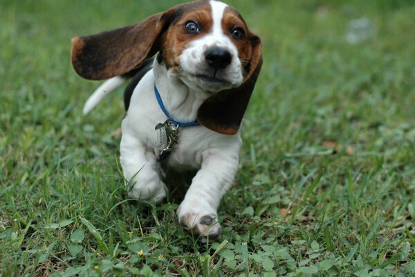 Zufriedenes Gesicht eines laufenden Beagles