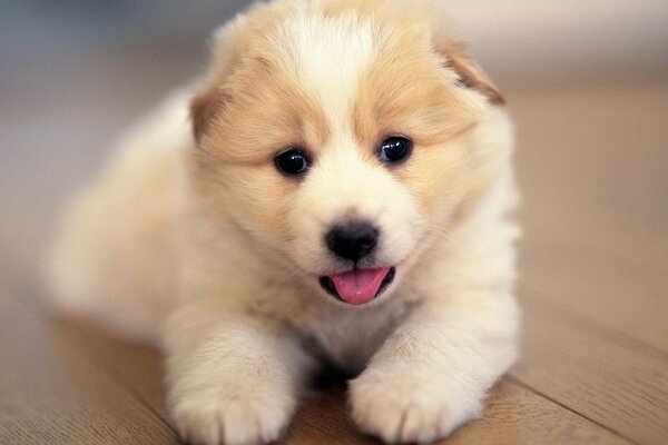 Cute little face of a white puppy