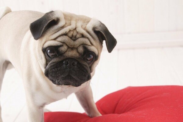 A gorgeous pug with smart eyes