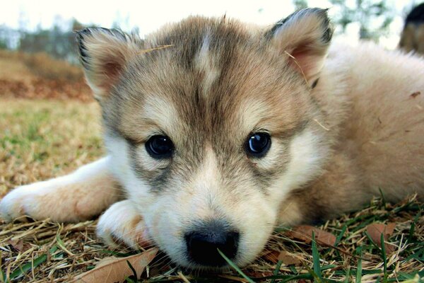 Chiot avec des yeux mignons dans la nature