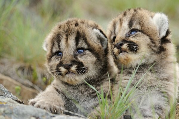 Kittens tiger cubs cute striped creatures