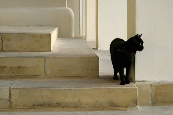 Schwarze Katze auf dem Hintergrund der Stufen aus Fliesen