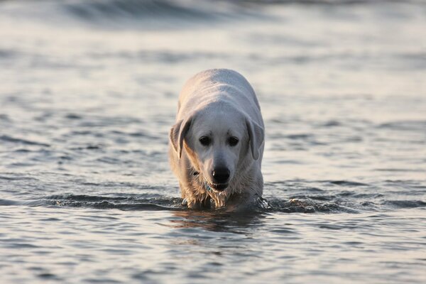 Labrador cammina sull acqua stanco