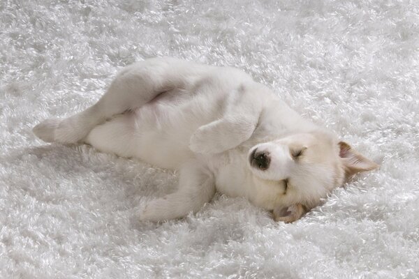 En una manta blanca como la nieve, un cachorro con pelo blanco duerme Dulcemente