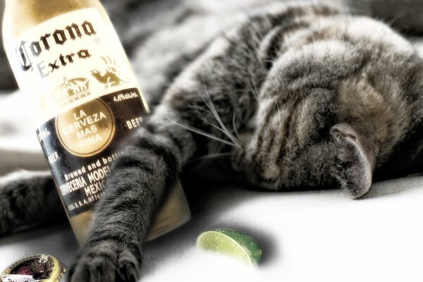 Un chat avec une bouteille de tequila se trouve sur le sol