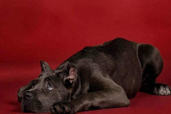 Perro negro culpable sobre fondo rojo