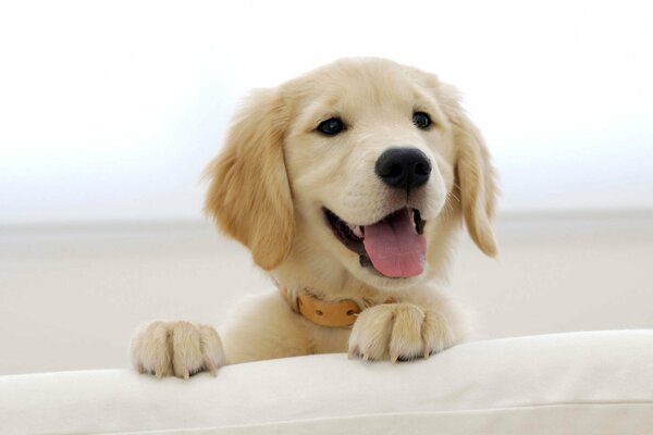 The happy smile of the golden terrier