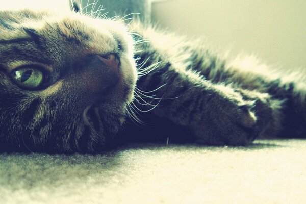 Cute reed cat lying on the floor