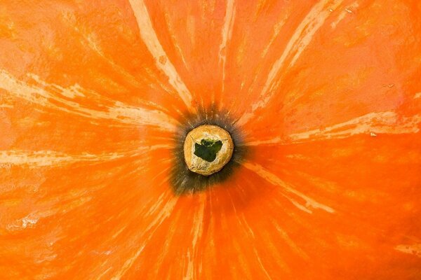 Flor naranja con una bola en el medio