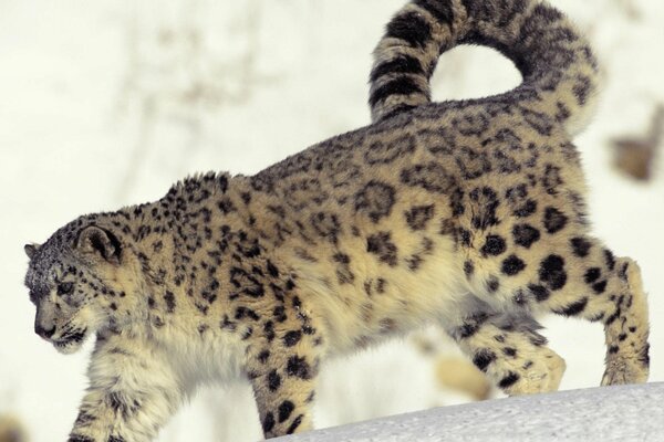 Leopardo delle nevi bianco-grigio in natura