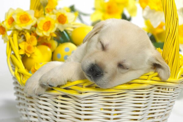 The puppy sleeps in a basket with flowers