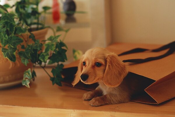 Cute puppy examines the inside of a paper bag