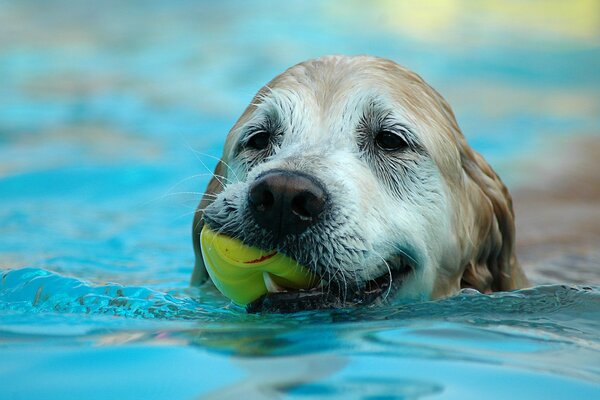 Chien prend des traitements de l eau