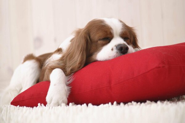 Fluffy rug, red pillow, what else do you need for a puppy to sleep