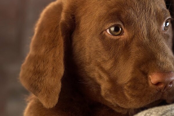 Cachorro de pata beige con tristeza en la mirada