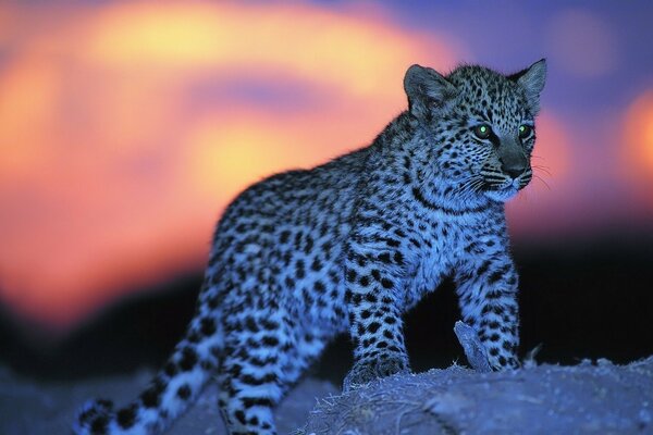 Bebé leopardo manchado tiene ojos brillantes