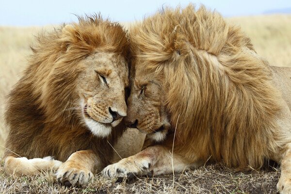 El amor de los depredadores de la Familia de los leones en la naturaleza