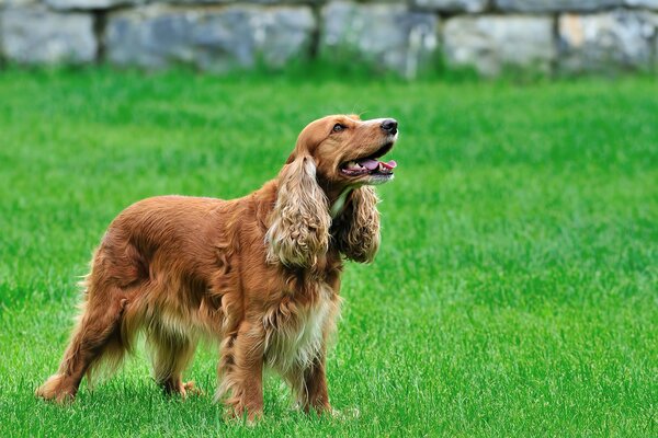 Spaniel a pelo lungo dedicato in una radura