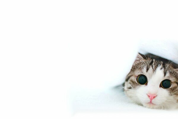 Cute cat with big eyes on a white background