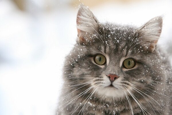 Fluffy snow cat in snowflakes