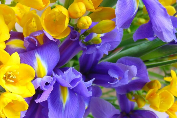 Schöne Iris auf einem Hintergrund von gelben Blüten