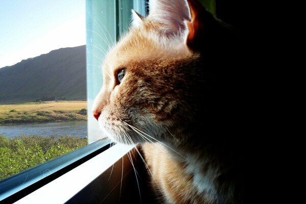 Chat roux regarde par la fenêtre