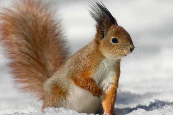 Pelirroja ardilla se sienta en la nieve