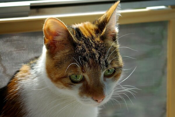 Gato manchado con ojos verdes