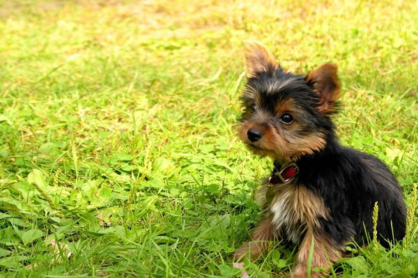 A cute puppy sits on the grass and looks with mischievous eyes