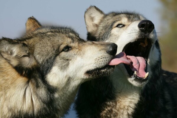 Zärtlichkeit und Sorgfalt des Wolfes