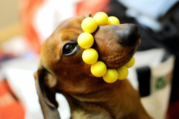 Hund spielt mit gelbem Armband