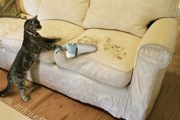 El gato ayuda en la casa