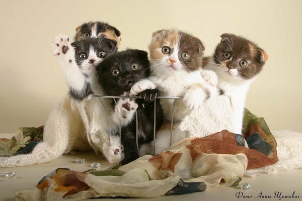 Cute kittens in the basket