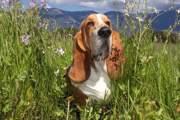 Chien dans un champ d été