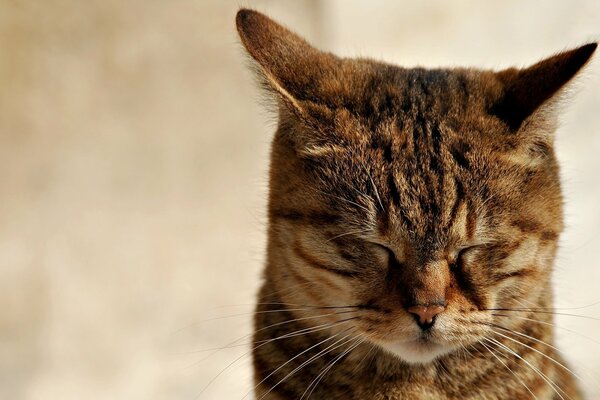 Gatto che chiude gli occhi e dorme