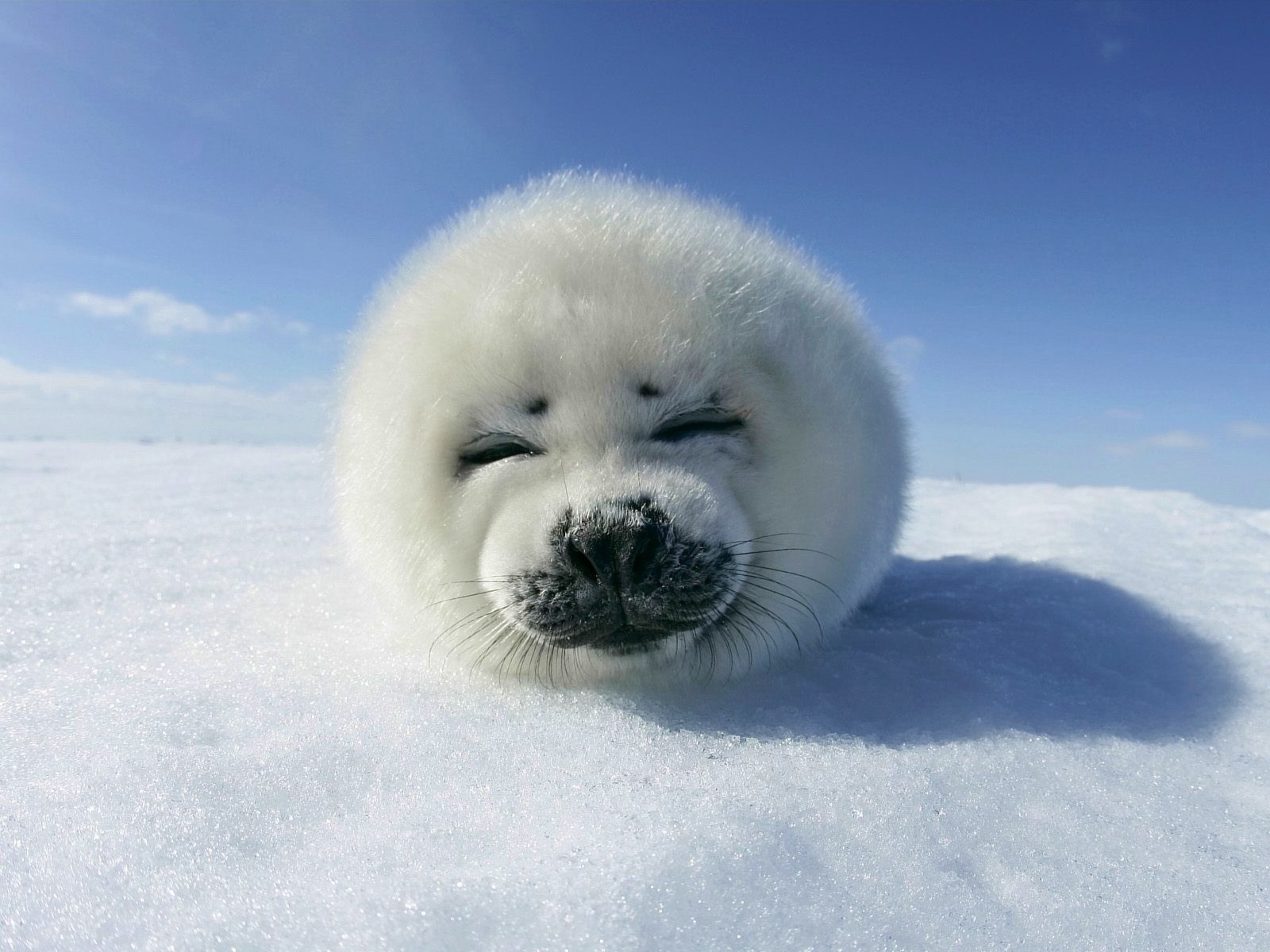 animale neve ghiaccio cielo foca