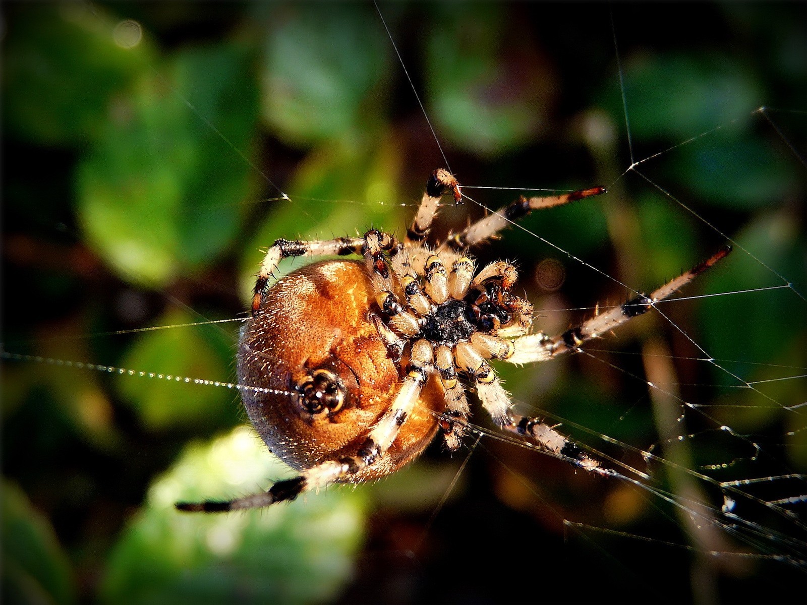 araignées gros plan macro